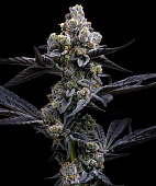 картинка Garlic Cookies от магазина Semki
