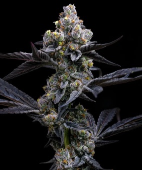 картинка Garlic Cookies от магазина Semki