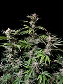 картинка Cherry Cola Auto от магазина Semki