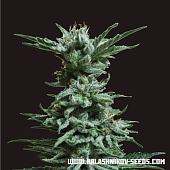 картинка AK Skunk от магазина Semki