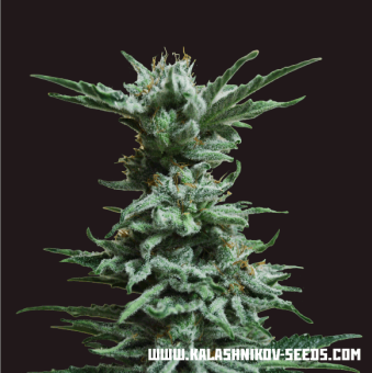 картинка AK Skunk от магазина Semki