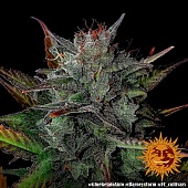 картинка Glue Gelato Auto от магазина Semki