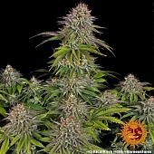картинка Critical Kush от магазина Semki
