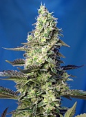 картинка Green Poison XL Auto от магазина Semki
