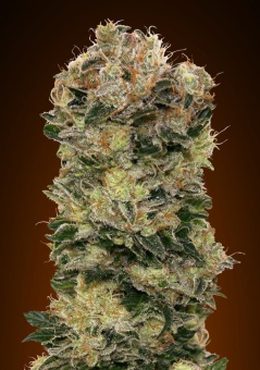 картинка Auto Sweet Somango от магазина Semki