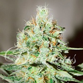 картинка Lord Kush от магазина Semki