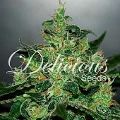 картинка Critical Jack Herer Auto от магазина Semki