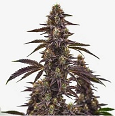 картинка Cherry Pie Auto от магазина Semki