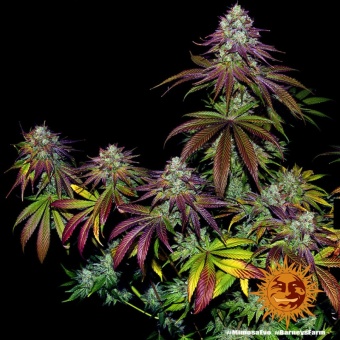 картинка Mimosa Evo от магазина Semki