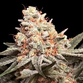 картинка Rainbow Mint от магазина Semki