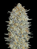 картинка Gelato#33 от магазина Semki