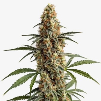 картинка Mamba Negra от магазина Semki