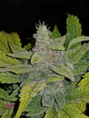 картинка CBD Auto 1:1 (CBD Crack) от магазина Semki
