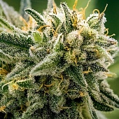 картинка Chemdog от магазина Semki