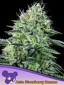 картинка Auto Strawberry Banana от магазина Semki