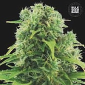картинка Auto Northern Light от магазина Semki