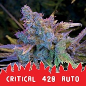 картинка Critical 420 Auto от магазина Semki