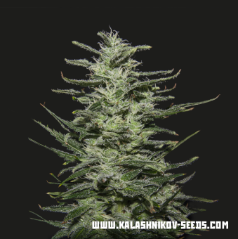 картинка Amnesia Molotov от магазина Semki