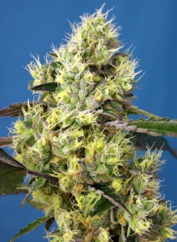 картинка Sweet Gelato Auto от магазина Semki