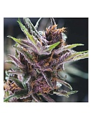картинка Black Cherry Punch от магазина Semki