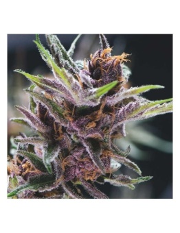 картинка Black Cherry Punch от магазина Semki