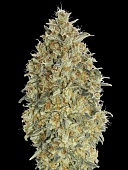 картинка Auto Gorilla Blue от магазина Semki