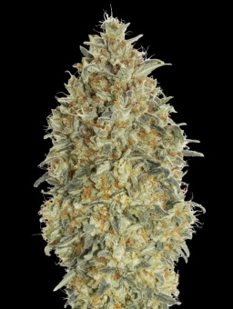 картинка Auto Gorilla Blue от магазина Semki