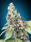 картинка Harlequin CBD от магазина Semki