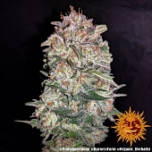картинка Pineapple Chunk от магазина Semki