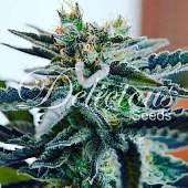 картинка Sugar Black Rose от магазина Semki