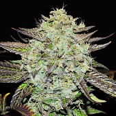 картинка Purple Mango Kush от магазина Semki