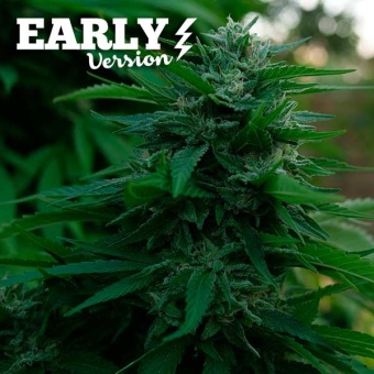картинка Lord Kush Early Version от магазина Semki
