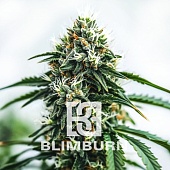 картинка Scrambler Haze от магазина Semki