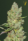 картинка Auto Critical от магазина Semki