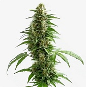 картинка Green Crack Auto от магазина Semki