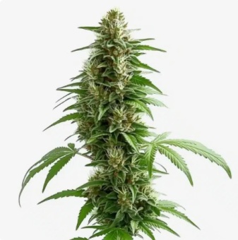 картинка Green Crack Auto от магазина Semki