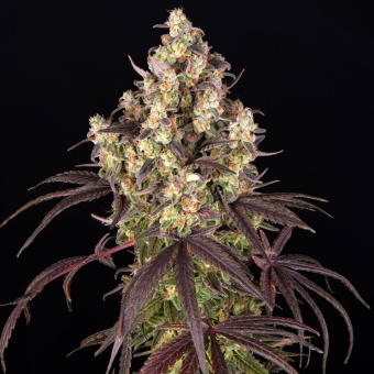 картинка Lemon Cherry Gelato от магазина Semki