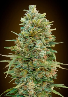 картинка Auto Do-Si-Dos Cookies от магазина Semki