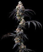 картинка Rainbow Sherbet от магазина Semki