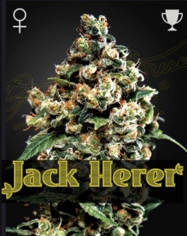картинка Jack Herer от магазина Semki