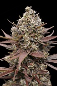 картинка Mimosa Punch от магазина Semki
