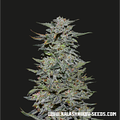 картинка Boy Scout Cookies от магазина Semki