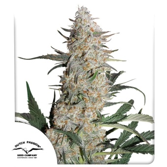 картинка Critical Orange Punch от магазина Semki