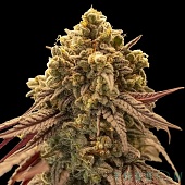 картинка Auto Gelato Mint от магазина Semki