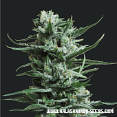 картинка Siberian Haze от магазина Semki