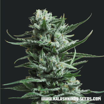 картинка Siberian Haze от магазина Semki