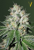 картинка Auto OG Kush от магазина Semki