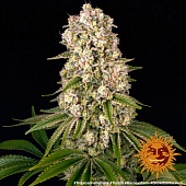 картинка Tropicanna Banana от магазина Semki