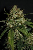 картинка Super Boof Auto от магазина Semki