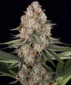 картинка Mendo Breath от магазина Semki